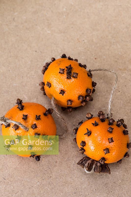 Pomanders of clementines with cloves with star anise