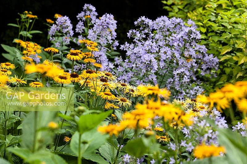Inula magnifica with Campanula lactiflora.  Veddw  Garden, Monmouthshire, Wales