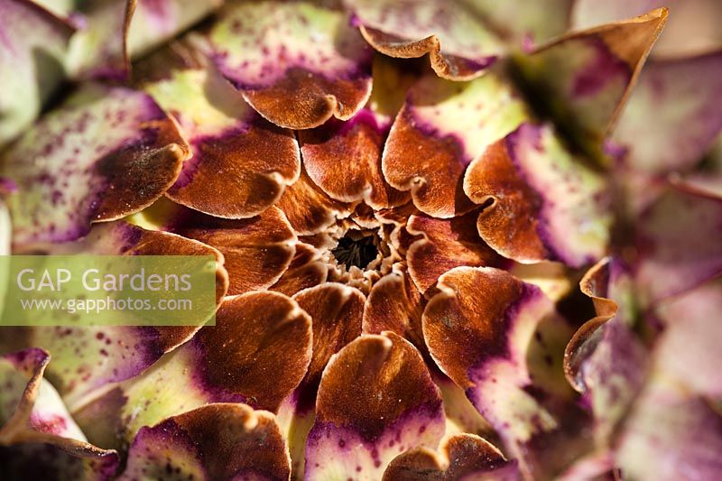 Cynara cardunculus 'Florist Cardy' - Cardoon