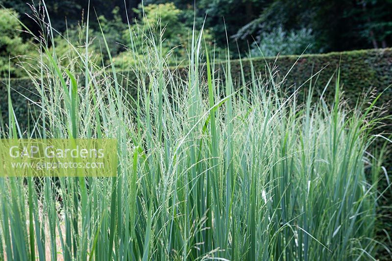 Panicum virgatum 'Northwind' - Switch Grass 'Northwind'
