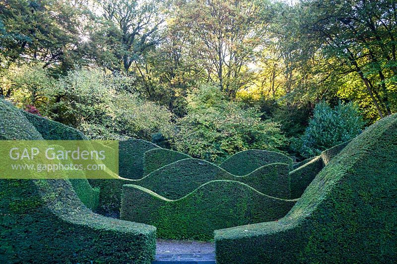 Wave-form hedges of Taxus baccata - Yew - in the Hedge Garden.  Veddw House Garden, Monmouthshire, Wales, UK. 