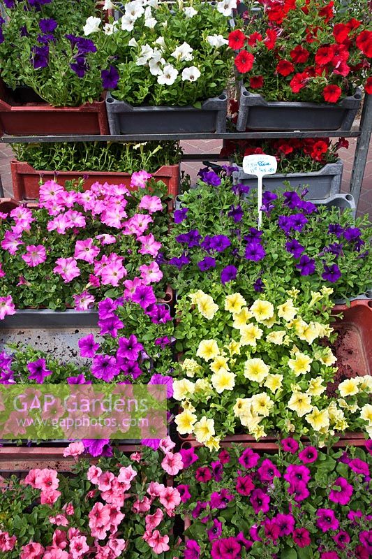 Trays of Petunia for sale at street market plant fair in Beuvron-en-Auge, Normandy, France