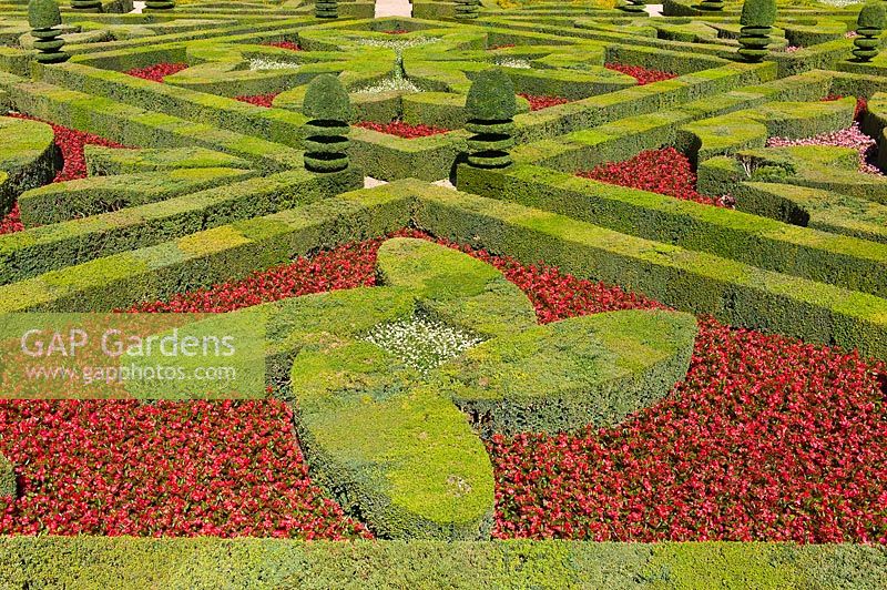 Clipped Buxus sempervirens hedges in The Ornamental Garden at Chateau de Villandry, Loire Valley, France. 