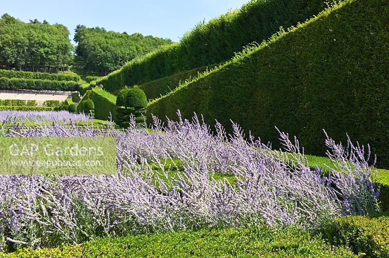 Perovskia and Buxus sempervirens with Taxus and Carpinus betulus, Chateau de Villandry, Loire Valley, France