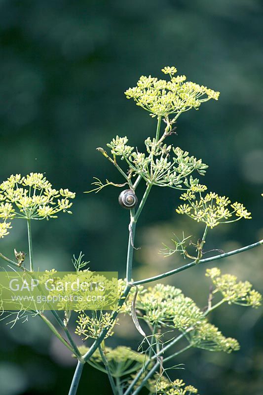 Snalil in flowering fennel.