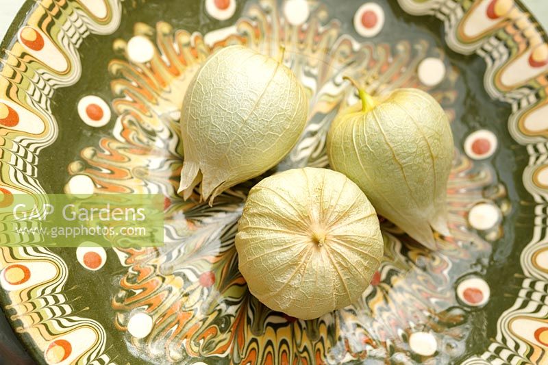 Physalis philadelphica - Tomatillo tomatoes on patterned plate