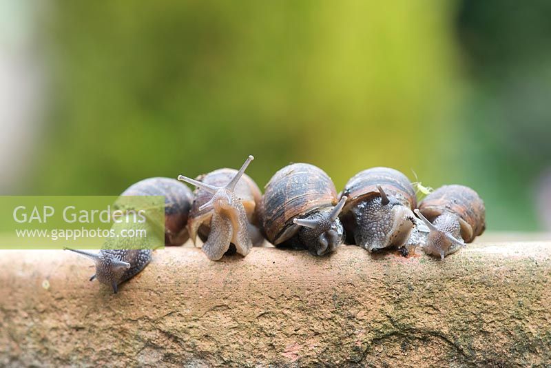 Line of garden snails on a garden pot.