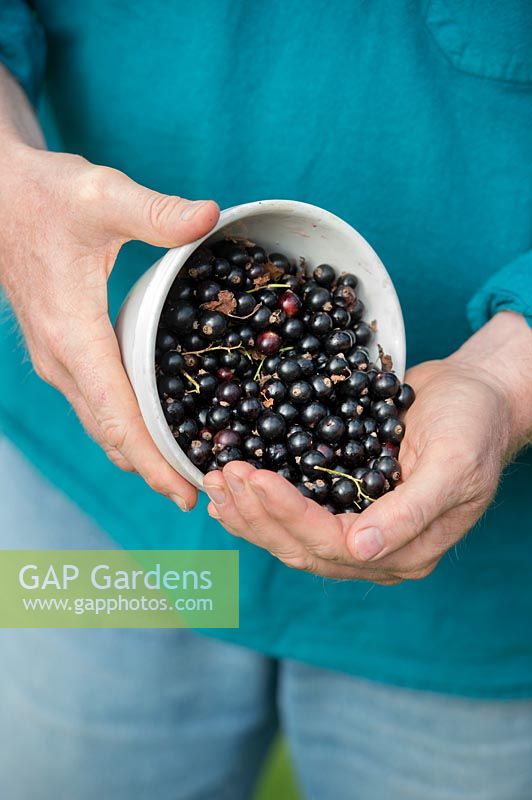 Gardeners tipping picked blackcurrants into hand from bowl. 