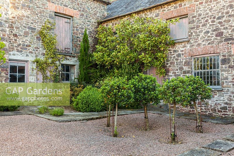 Evergreen plants, including a wall-trained Magnolia in a courtyard garden. Plaz Metaxu Garden, Devon, UK.