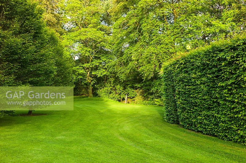 View of lawn and trees in clipped Hornbeam hedge enclosure. Plaz Metaxu Garden, Devon, UK. 