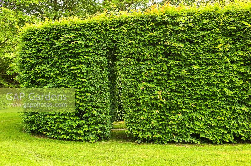 Clipped Hornbeam hedge enclosure, with narrow entrance cut through the side. Plaz Metaxu Garden, Devon, UK. 