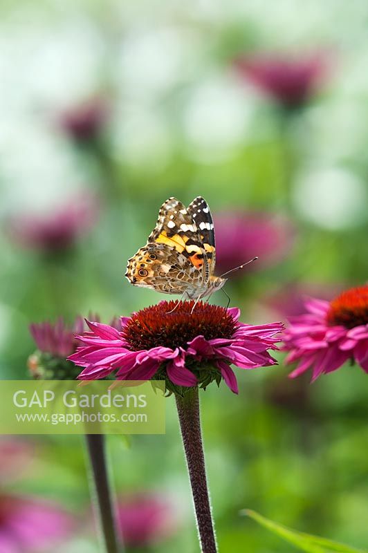 Vanessa cardui - Painted lady butterfly - on Echinacea flowers in a summer border. 