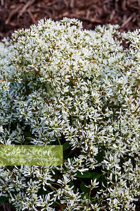 Euphorbia 'Star Dust Super Flash' - 'Diamond Frost'