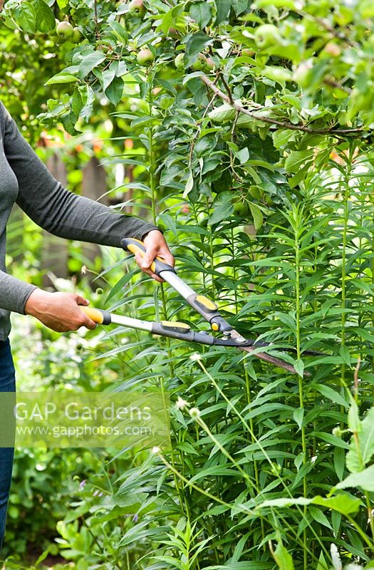 Woman cutting back Solidago 'Goldenrod' with shears in early June to encourage later flowering and a shorter more compact habit.