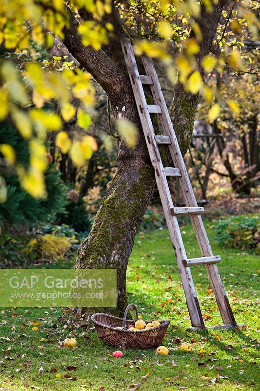 Ladder in orchard with apples and Cydonia oblonga - quinces.