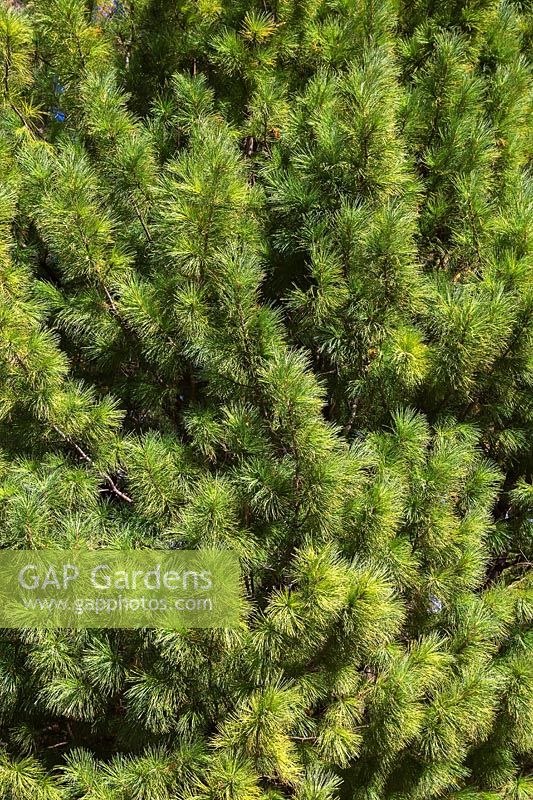 Pinus cembra - Swiss Stone Pine tree