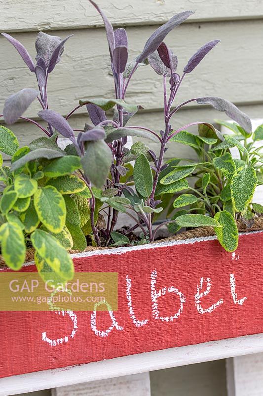 Salvia officinalis - sage - mix of cultivars, planted in wooden herb pallet
 planter with common name written in German.