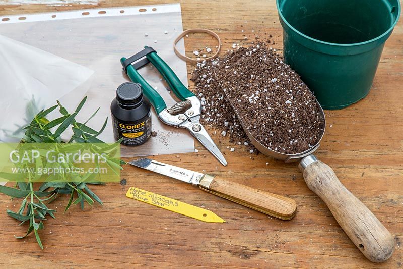 Tools and materials for propagating semi-ripe cuttings of Hebe albicans 'Blue Star'.