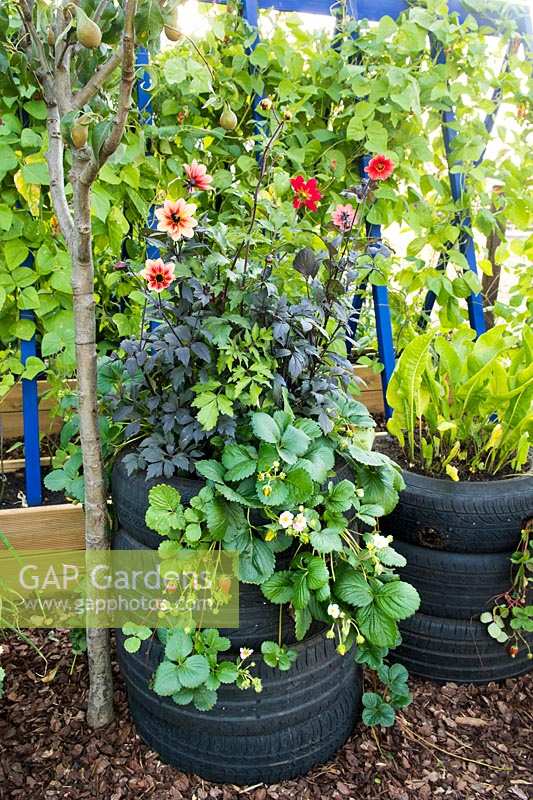 Old tyres used as raised plant beds with Dahlia and strawberries. RHS Grow Your Own with The Raymond Blanc Gardening School, RHS Hampton Court Palace Flower Show, 2018. 