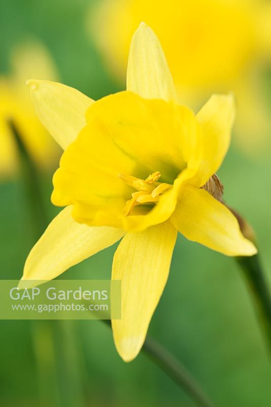 Narcissus  'Little Soldier'  Daffodil