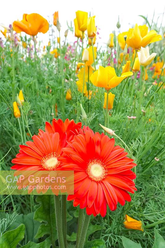 Gerbera jamesonii - Gerbera Mega Revolution Bright Red and Californian Poppies