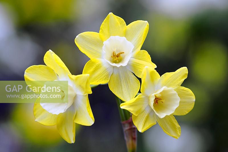 Narcissus 'Pipit' -Daffodil 'Pipit' 