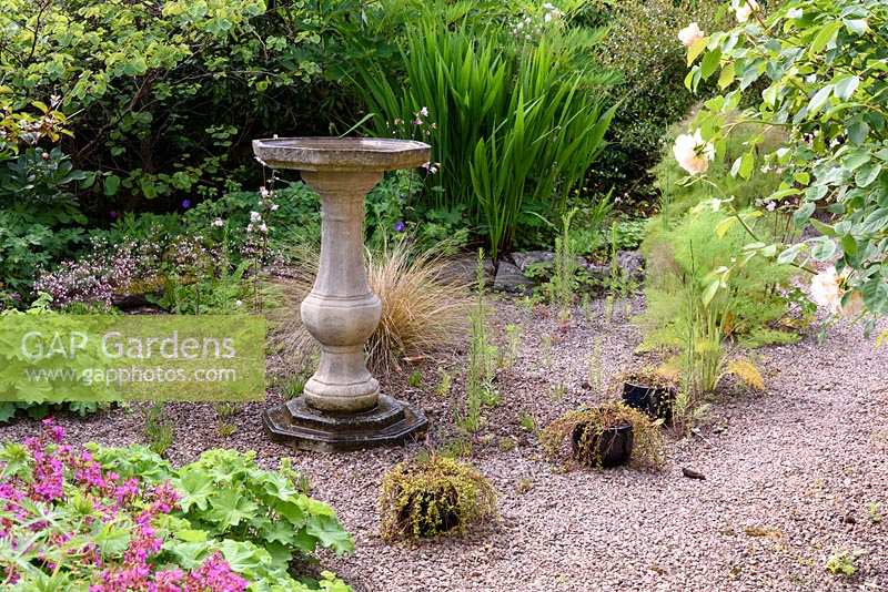 Birdbath in a gravel garden surrounded by self seeded Alchemilla mollis, linaria and  Geranium macrorrhizum at the Barn House, Glos in May