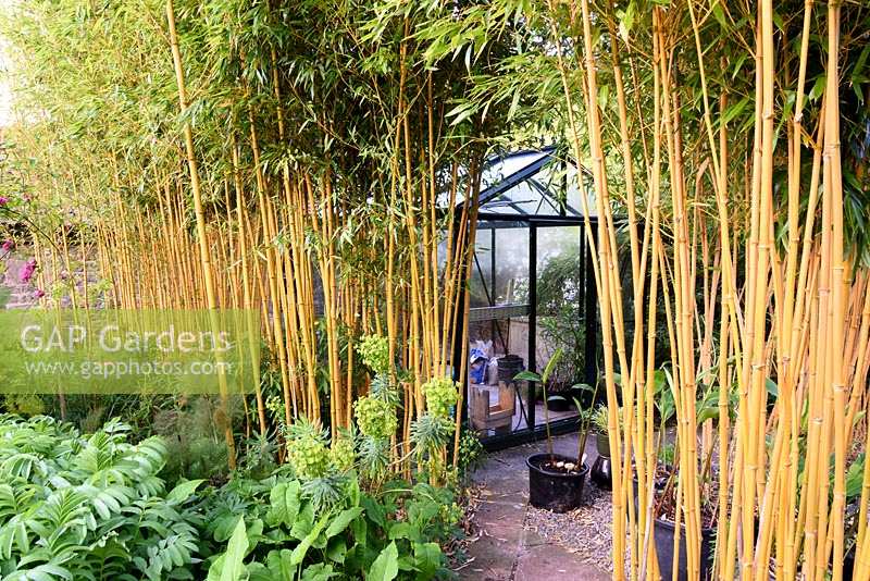 A screen of Phyllostachys aureosulcata f. spectabilis conceals a greenhouse at the Barn House, Glos in May