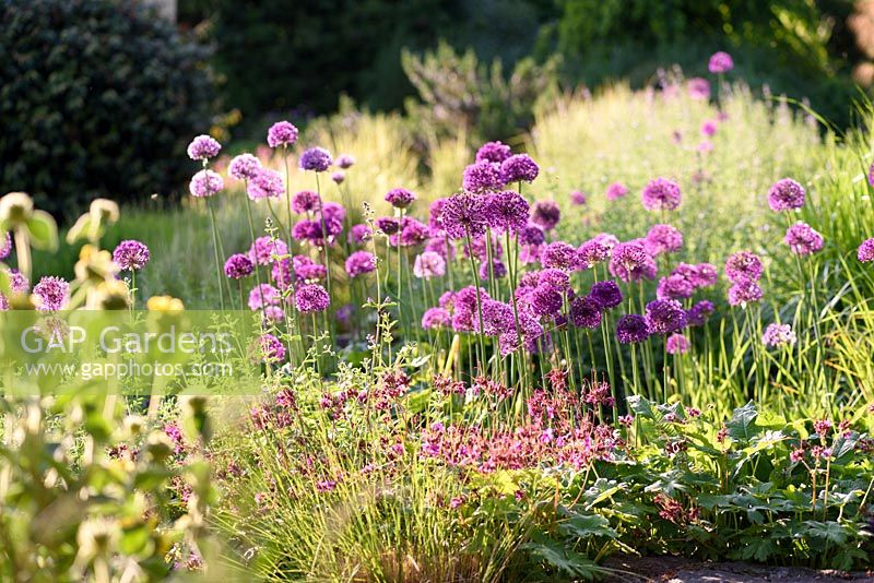 Allium 'Purple Sensation' surrounded by the new growth of catmint and Geranium macrorrhizum 'Czakor' at the Barn House, Glos in May