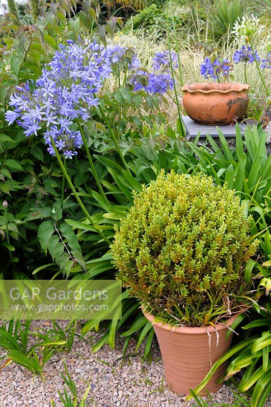 Agapanthus with clipped box and a decorative terracotta pot