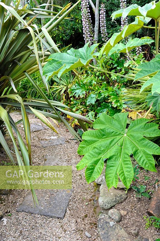 Bold leaves of Tetrapanax papyrifer beside a path with acanthus, trachycarpus and phormiums.