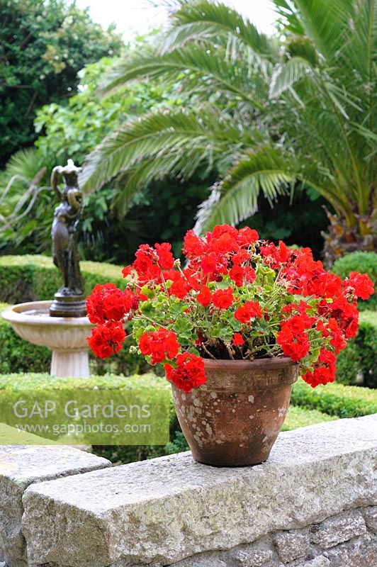 Pots of scarlet pelargoniums in terracotta pots decorate the wall around the sunken courtyard garden with box parterre, central water feature and mature date palms.