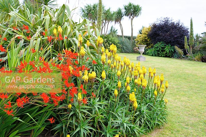 Aloe striatula with scarlet Crocosmia 'Lucifer' and phormiums beside the lawn.