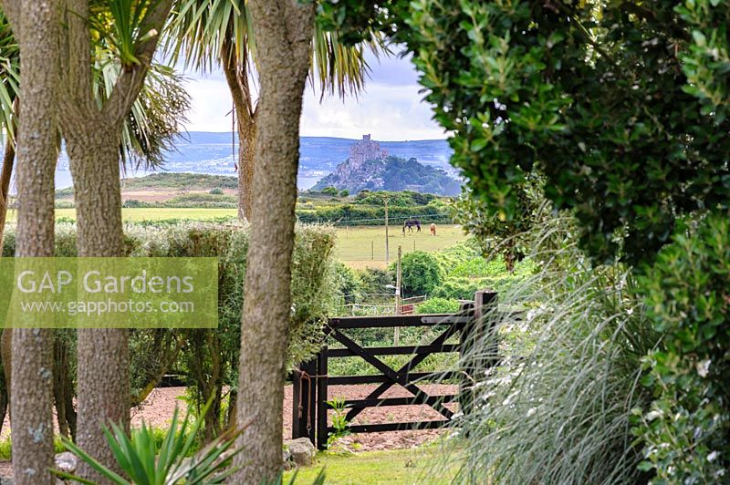 Tall cabbage palms, Cordyline australis, and cortaderia - pampas grass - frame a gate opening into the adjoining field, with silhouette of St Michael's Mount in the distance. Cornwall, UK. 