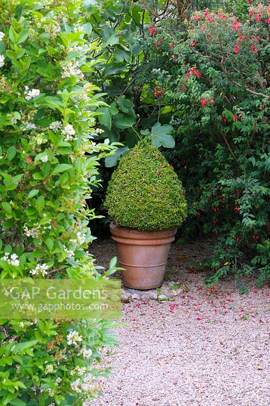 A pot of clipped box in a sheltered alcove surrounded by fig, fuchsia and privet.