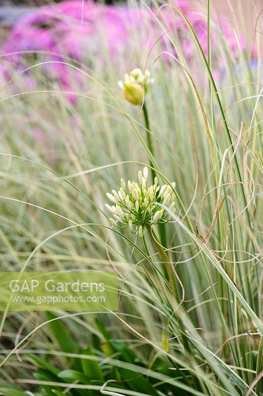 White budding agapanthus amongst ornamental grasses