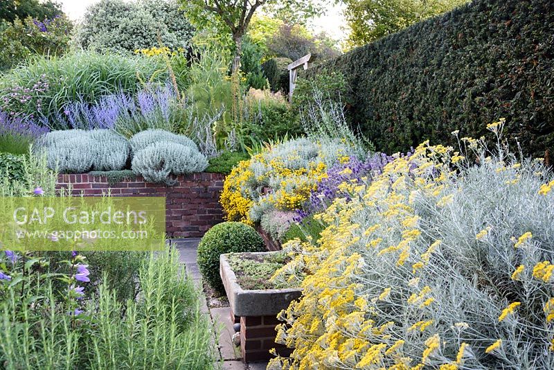 Mediterranean terrace with Helichrysum, thymes, perovskia, lavender, santolina and rosemary, Kent