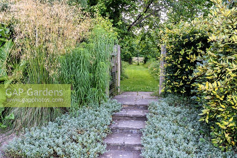 Steps with helianthemum, Stipa, Helianthus and variegated eleagnus, Kent