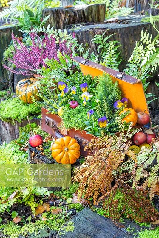 Autumnal suitcase arrangement in garden stumpery, with ferns, Viola, apples and pumpkins.