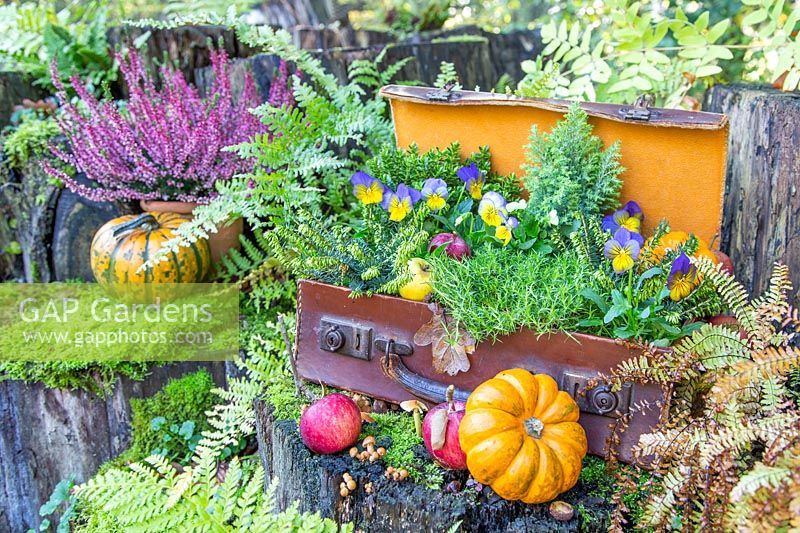 Autumn suitcase on tree stumps with ferns, Viola, apples and pumpkins.