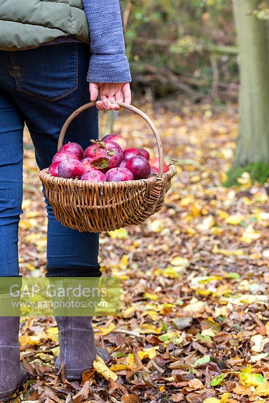 Woman with basket of harvested apples.