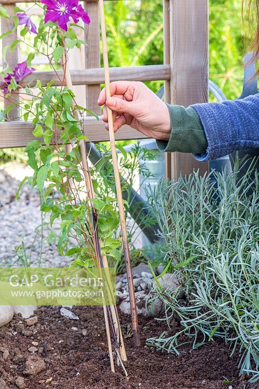 Woman removing supportive canes from clematis after planting.