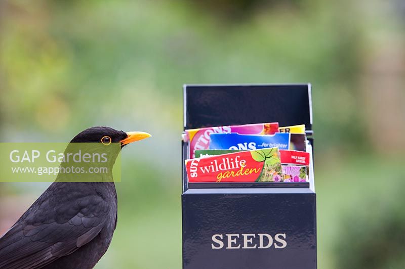 Turdus merula - Blackbird and seed packet box. 