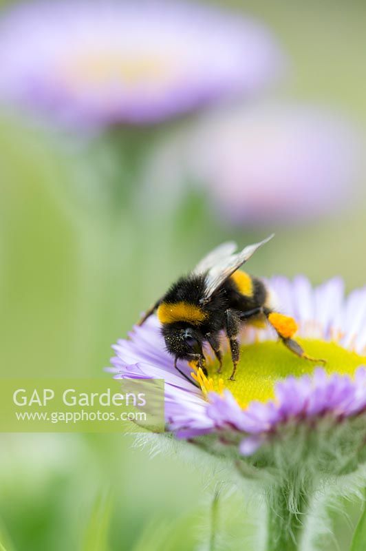 Bombus Lucorum - Bumble bee on a seaside fleabane flower in an English garden. 