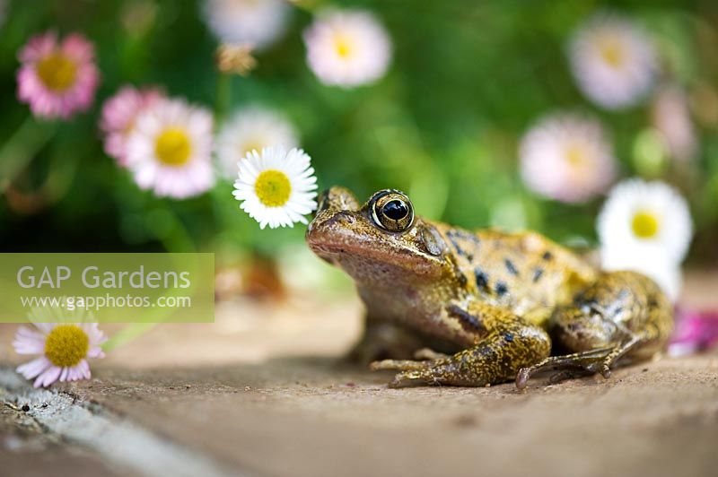 Rana temporaria - Common frog amongs daisies