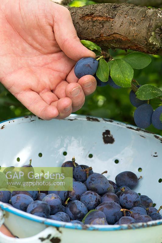 Prunus insititia 'Farleigh' - Picking Damson fruits off the tree into a colander.

