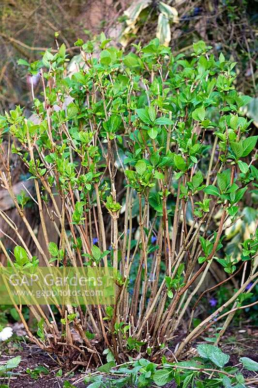 Hydrangea macrophylla 'Endless Summer' 
