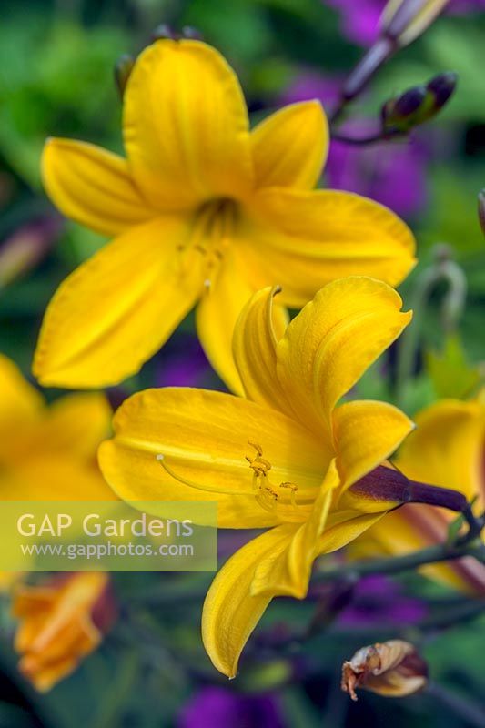 Hemerocallis 'Golden Chimes' and Geranium 'Ann Folkard' 