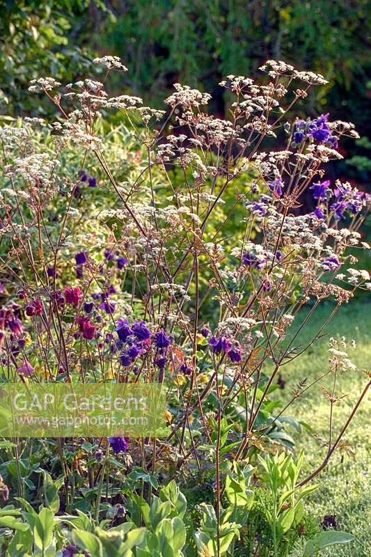 Anthriscus sylvestris 'Ravenswing' in mixed early summer border. Elworthy Cottage, Somerset, UK. 