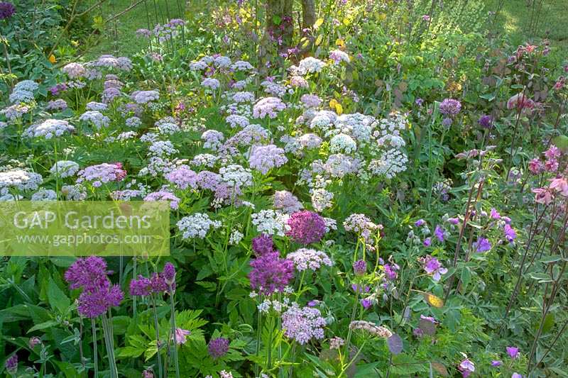 Early summer cottage style garden with Chearophyllum hirsutum 'Roseum', Allium 'Purple Sensation' and Geranium 'Charles Perrin'.

